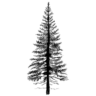 Lavinia Stamps-Fir Tree 1