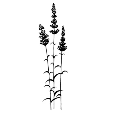 Lavinia Stamps-Lavender