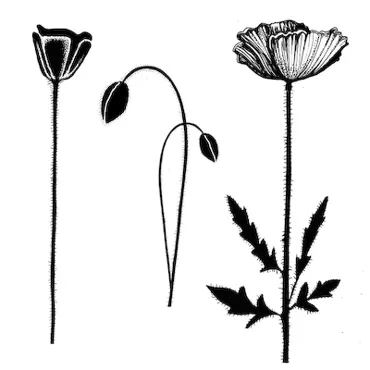 Lavinia Stamps-Group Poppies