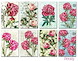 19358998-decorer-peony-paper-pack-7x108cm-m55-1-052783db47b3dd4f_250_250.jpg